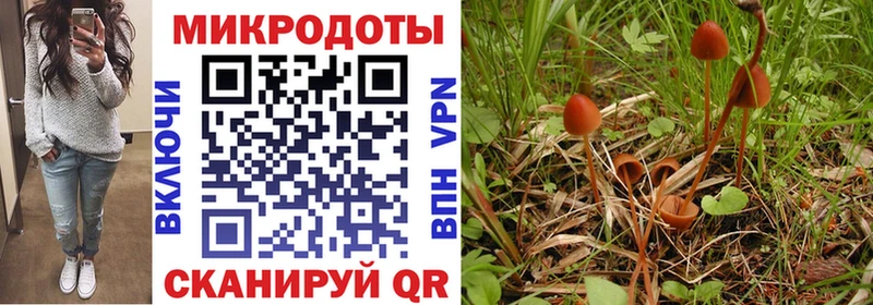 Псилоцибиновые грибы Psilocybine cubensis  Купить где  Маркс 